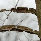 Mezei szil (Ulmus minor) konténeres csemete