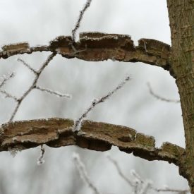 Mezei szil (Ulmus minor) konténeres csemete