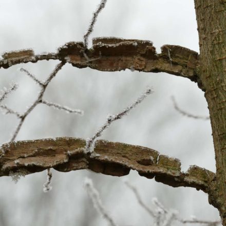 Mezei szil (Ulmus minor) konténeres csemete