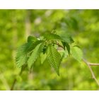 Mezei szil (Ulmus minor) konténeres csemete