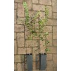 Mezei szil (Ulmus minor) konténeres csemete