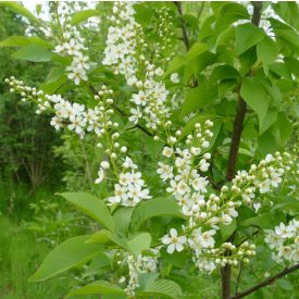 Zselnicemeggy (Padus avium ssp. padus) konténeres csemete