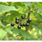 Zselnicemeggy (Padus avium ssp. padus) konténeres csemete