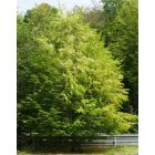 Gyertyán (Carpinus betulus) konténeres csemete