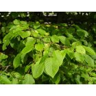 Gyertyán (Carpinus betulus) konténeres csemete