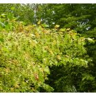 Gyertyán (Carpinus betulus) konténeres csemete