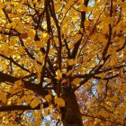 Gyertyán (Carpinus betulus) konténeres csemete