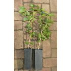 Török mogyoró (Corylus colurna) konténeres csemete