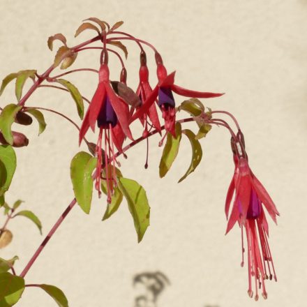 Télálló fukszia (Fuchsia magellanica ’Riccartonii’) konténeres csemete