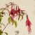 Télálló fukszia (Fuchsia magellanica ’Riccartonii’) konténeres csemete