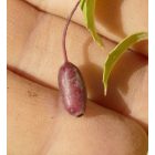 Télálló fukszia (Fuchsia magellanica ’Riccartonii’) konténeres csemete