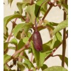 Télálló fukszia (Fuchsia magellanica ’Riccartonii’) konténeres csemete