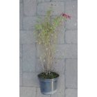 Télálló fukszia (Fuchsia magellanica ’Riccartonii’) konténeres csemete