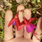 Télálló fukszia (Fuchsia ’Mrs. Popple’) konténeres csemete