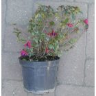 Télálló fukszia (Fuchsia ’Mrs. Popple’) konténeres csemete