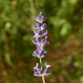   Levendula ’Forever Blue’ (Lavandula angustifolia 'Forever Blue') csemete