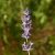 Levendula ’Forever Blue’ (Lavandula angustifolia 'Forever Blue') csemete