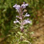 Macskamenta 'Cat's Pajamas' (Nepeta × faassenii 'Cat's Pajamas') csemete