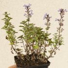 Macskamenta 'Cat's Pajamas' (Nepeta × faassenii 'Cat's Pajamas') csemete