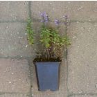 Macskamenta 'Cat's Pajamas' (Nepeta × faassenii 'Cat's Pajamas') csemete