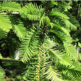   Kínai mamutfenyő (Metasequoia glyptostroboides) földlabdás csemete, 15-25 cm