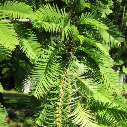 Kínai mamutfenyő (Metasequoia glyptostroboides) földlabdás csemete, 15-25 cm