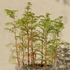 Kínai mamutfenyő (Metasequoia glyptostroboides) földlabdás csemete, 15-25 cm