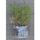 Kínai mamutfenyő (Metasequoia glyptostroboides) földlabdás csemete, 15-25 cm