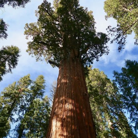 Hegyi mamutfenyő (Sequoiadendron giganteum) földlabdás csemete, 10-12 cm