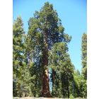 Hegyi mamutfenyő (Sequoiadendron giganteum) földlabdás csemete, 10-12 cm