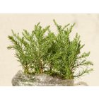 Hegyi mamutfenyő (Sequoiadendron giganteum) földlabdás csemete, 10-12 cm