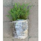 Hegyi mamutfenyő (Sequoiadendron giganteum) földlabdás csemete, 10-12 cm