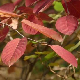   Rézvörös fanyarka (Amelanchier lamarckii) konténeres csemete