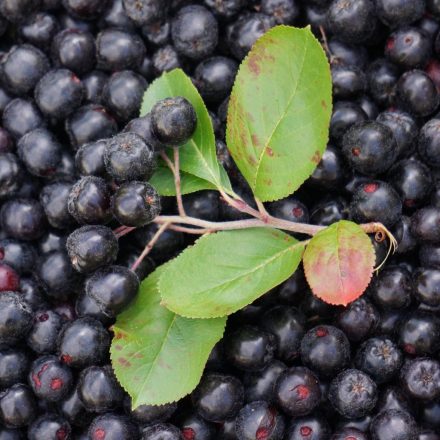 Fekete berkenye (Aronia melanocarpa)) szabadgyökeres csemete