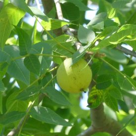 Fekete dió (Juglans nigra) szabadgyökeres csemete