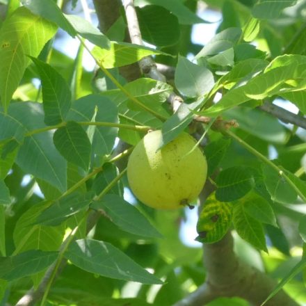 Fekete dió (Juglans nigra) szabadgyökeres csemete