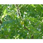 Fekete dió (Juglans nigra) szabadgyökeres csemete