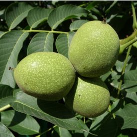 Közönséges dió (Juglans regia) szabadgyökeres csemete