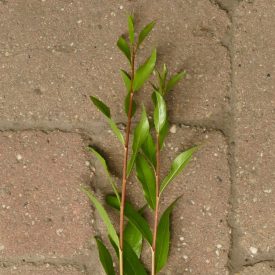   Yelverton fűz (Salix alba 'Yelverton') földlabdás csemete