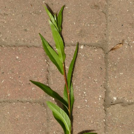 Aranyfűz (Salix alba var. vitellina) földlabdás csemete