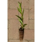 Aranyfűz (Salix alba var. vitellina) földlabdás csemete