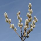 Barkafűz (Salix caprea 'Bögelsack') földlabdás csemete