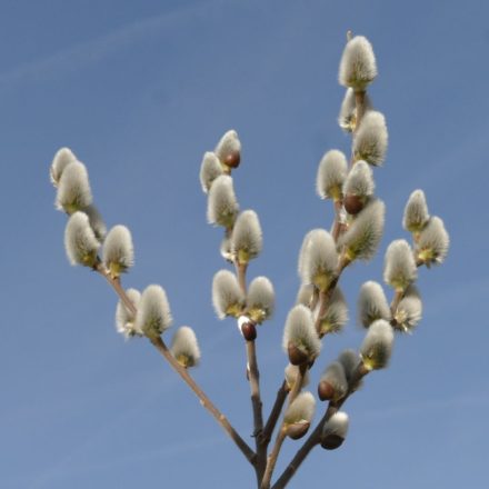Barkafűz (Salix caprea 'Bögelsack') földlabdás csemete