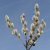 Barkafűz (Salix caprea 'Bögelsack') földlabdás csemete