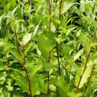 Barkafűz (Salix caprea 'Bögelsack') földlabdás csemete
