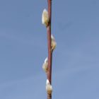 Hamvasvesszőjű fűz (Salix daphnoides 'Praecox') földlabdás csemete