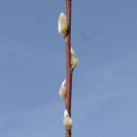   Hamvasvesszőjű fűz (Salix daphnoides 'Praecox') földlabdás csemete