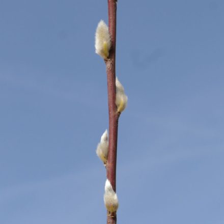 Hamvasvesszőjű fűz (Salix daphnoides 'Praecox') földlabdás csemete