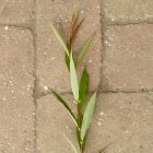 Hamvasvesszőjű fűz (Salix daphnoides 'Praecox') földlabdás csemete