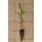 Hamvasvesszőjű fűz (Salix daphnoides 'Praecox') földlabdás csemete